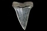 Fossil Mako Shark Tooth - Georgia #75032-1